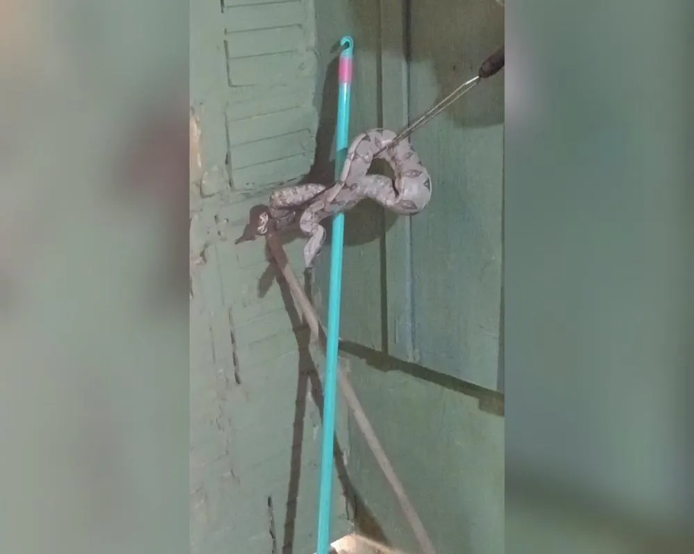 Divulgação
