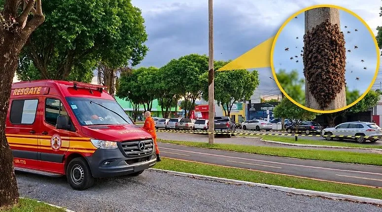 Divulgação