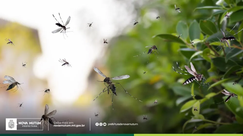 Foto: Imagem | Internet