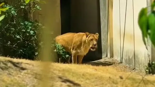 Reprodução. Leoa volta ao recinto de zoológico na Paraíba após morte de jovem e período em isolamento